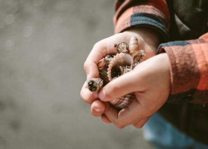 Winter Shell Hunting on Topsail Island